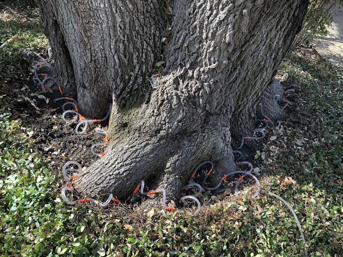 Detailed Tree Cabling and Bracing job site in Rowan