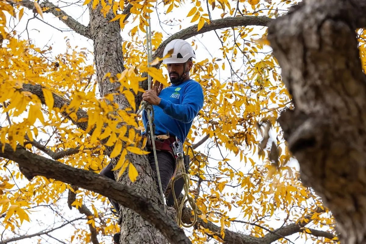 Skilled Storm Damage Cleanup crew working in Rowan